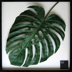 s[tpltF-style frame monstera deliciosa(XeEfVIT)