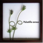 s[tpltF-style frame pulsatilla cernua(/ILiOT)