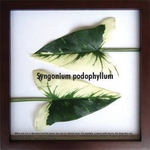 s[tpltF-style frame syngonium podophyllum(VSjEE|htB)
