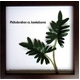 s[tpltF-style Frame Philodendron cv. kookaburra(tBfhENbJo)