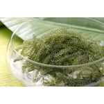 糸満の厳選海ブドウ 500g