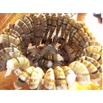 築地魚河岸から直送、魚河岸仲買人厳選の食材ブラックタイガー (1.8kg)