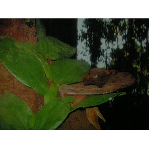  天然霊芝茶「神泉」 3箱セット