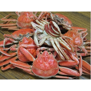 【12月20日で終了】　この時期しか食べられない高級松葉かにのメス 山陰せこかに 150g×7尾