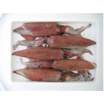 トロける美味しさ 地物 獲れたて白いか（150g×5匹）