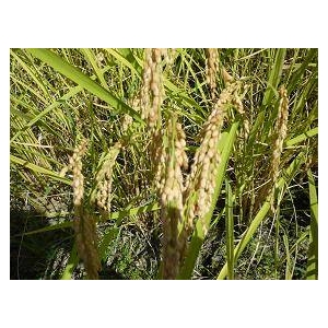 21�N�Y�R�`�������ЂƂ߂ڂ�@30kg�i10������3�j