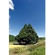 山形県鮭川村産はえぬき 10kg