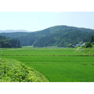 21年産 山形県庄内産はえぬき 10kg入り