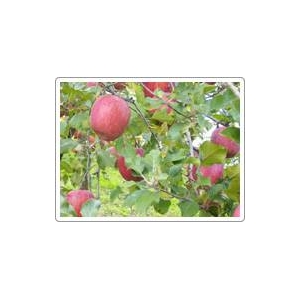 【訳あり！りんご】甘くてジューシー山形県産サンふじ5ｋｇ(18?20玉）