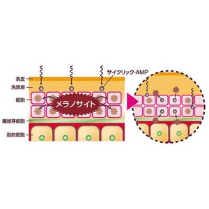 「3M for MADONNA」の進化『インパクト』(美容液)60ml