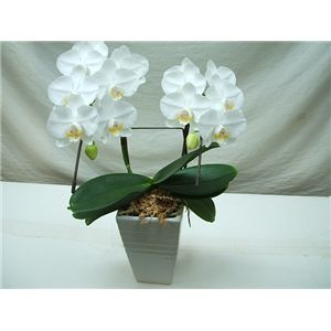 【母の日限定ギフト】カラーおまかせ 花鉢胡蝶蘭 カード付き
