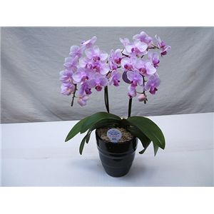 【母の日限定ギフト】カラーおまかせ 花鉢胡蝶蘭 カード付き