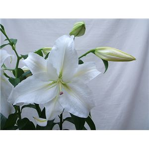 【母の日限定ギフト】カサブランカの花束 花(ツボミ)総数15輪以上