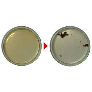 パーフェクトマウスウォッシュ【2本セット】