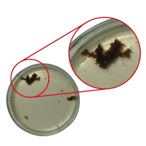 パーフェクトマウスウォッシュ【2本セット】