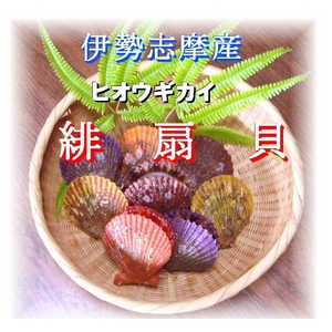 伊勢志摩産 緋扇貝（ヒオウギガイ） 50ヶ