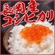 【お試しにも！】新潟県長岡産コシヒカリ5ｋｇ 