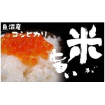 松田さんちの魚沼産コシヒカリ20kg（10ｋｇ×2袋）