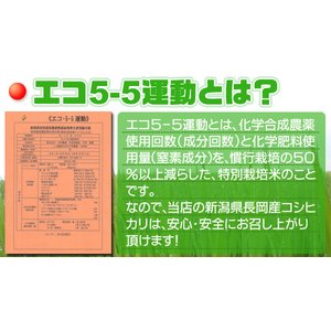 新潟名物伝統の味!笹だんご こしあん10個 + 山ごぼうの葉(つぶあん)10個 計20個セット