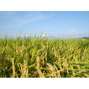 平成21年産 精米会津産こしひかり 6kg（2kg&times;3）