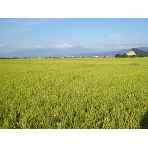 白い発芽胚芽米 3kg