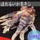 �x�R�p �ق��邢���̑f���� 100�� �ق����C�^�[���t��Ƃ���ɔ�����!