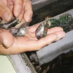 【訳あり】国産養殖アワビ500ｇ（20〜30個）