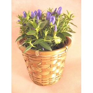 【敬老の日ギフト】リンドウとフルーツ王国福島産極甘梨のプレミアムセット