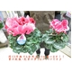 5年連続農林水産省鉢花部門受賞!冬の花の代表! プレミアムシクラメン 【根本園芸】【パープル系】 5号鉢