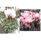 5年連続農林水産省鉢花部門受賞!冬の花の代表! プレミアムシクラメン 【根本園芸】【ホワイト系】 5号鉢