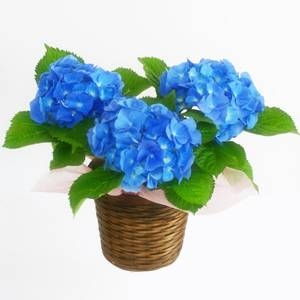 【母の日ギフト!5月5日まで!】玉アジサイ ブルー バスケット 5号鉢