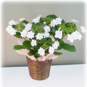 【母の日ギフト!5月5日まで!】アジサイ 隅田の花火 バスケット 5号鉢
