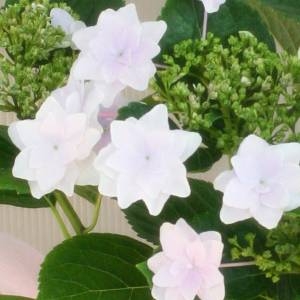 【母の日ギフト!5月5日まで!】アジサイ 隅田の花火 バスケット 5号鉢