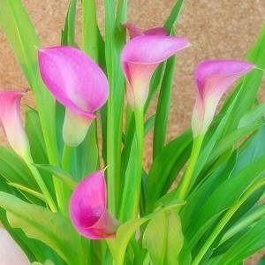 【母の日ギフト!5月5日まで!】カラー ピンク系 バスケット 5号鉢