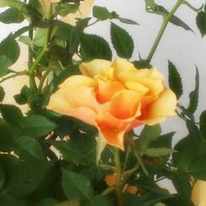 【母の日ギフト!5月5日まで!】ミニバラ バスケット オレンジ系 5号鉢