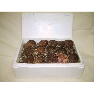 噴火湾産 活ホタテ（2年貝）　5kg