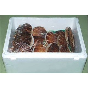 噴火湾産 活ホタテ 2年貝（3kg）＋3年貝（3kg）食べ比べセット