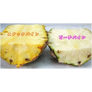 【産地直送お取り寄せ・季節限定沖縄産フルーツ】沖縄本島産　ピーチパイン　限定100ケース