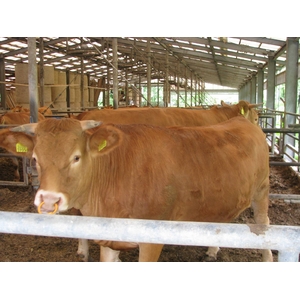 100%国産飼料肥育「阿蘇赤牛」1頭(約650kg)分の枝肉・出荷11月下旬(予約販売)熊本県阿蘇産山村・井雅信様肥育