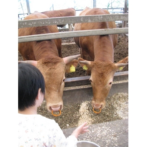 100%国産飼料肥育「阿蘇赤牛」1頭(約650kg)分の枝肉・出荷11月下旬(予約販売)熊本県阿蘇産山村・井雅信様肥育