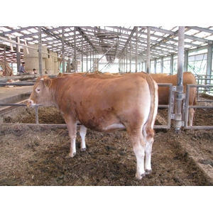 100%国産飼料肥育「阿蘇赤牛」1頭(約650kg)分の真空パック加工肉・出荷11月下旬(予約販売)熊本県阿蘇産山村・井雅信様肥育