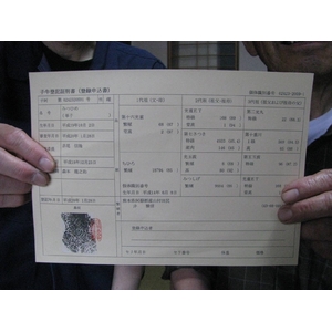 100%国産飼料肥育「阿蘇赤牛」1頭(約650kg)分の真空パック加工肉・出荷11月下旬(予約販売)熊本県阿蘇産山村・井雅信様肥育