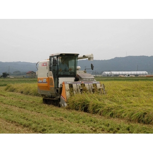 【平成28年産】 澤田農場の新潟県上越産ミルキークイーン玄米 30ｋｇ（5ｋｇ×6袋）