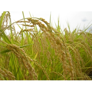 澤田農場のオリジナルブレンド米（三和音）玄米 20ｋｇ（5ｋｇ×4袋）