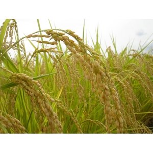 澤田農場のオリジナルブレンド米（三和音）玄米 30ｋｇ（5ｋｇ×6袋）