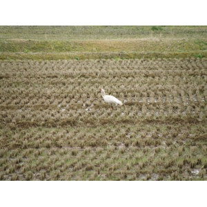 澤田農場のオリジナルブレンド米（三和音）白米 30ｋｇ（5ｋｇ&times;6袋）