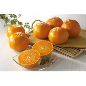 新しい柑橘 『せとか』 12個入り（約2Kg）