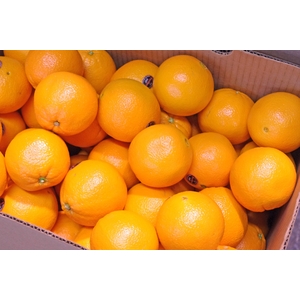 アメリカ産 ネーブルオレンジ 30玉 ネーブルオレンジ 30玉（約8Kg）