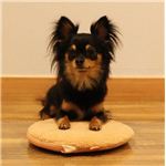 94709 レンジでチンしてぽっかぽか モコモコブラウン