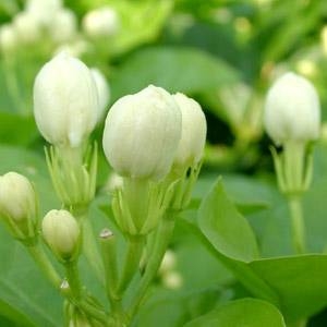 海東ブラザース ジャスミン茶 有機JAS認定商品 無添加・無着色・無香料 【500ml×24本】
